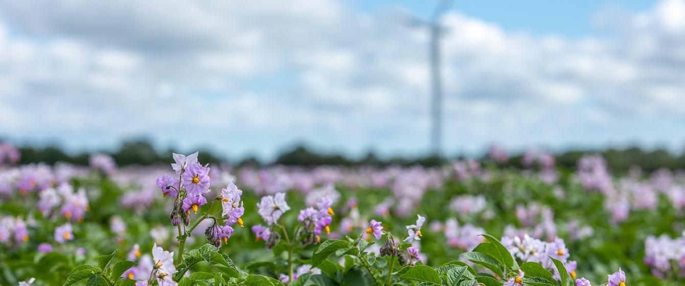 Flowers in a field