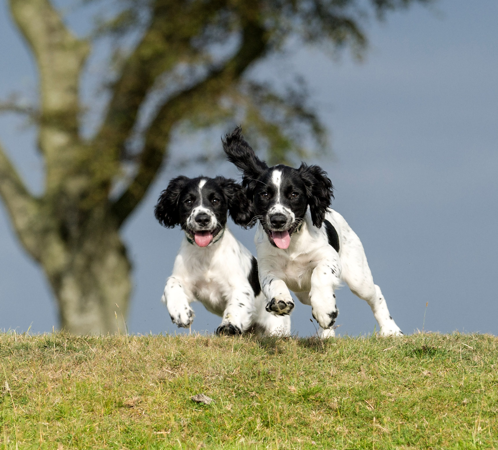 Puppies in a field